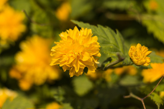 黃菊花