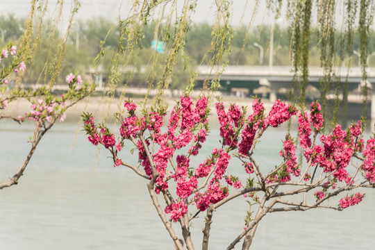 梅花
