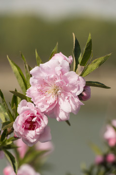 桃花