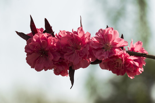 桃花盛開(kāi)
