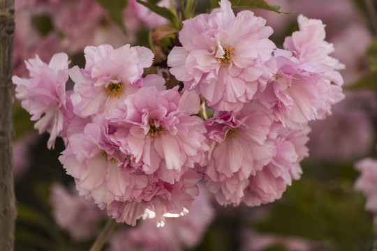 櫻花