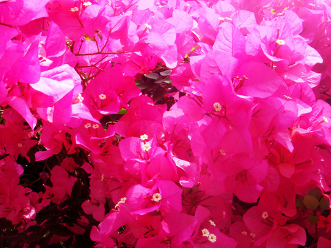 三角梅花 花