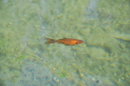 一條金魚(yú)