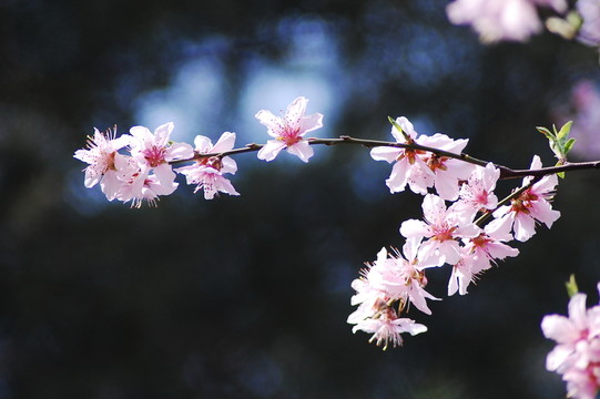 桃花
