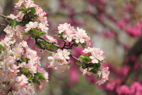 桃花