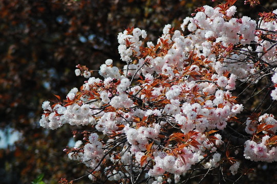 櫻花