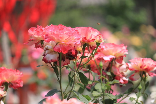 月季花