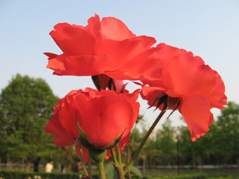 月季花