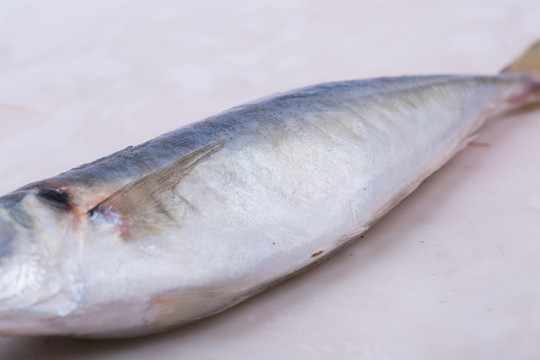 巴浪魚