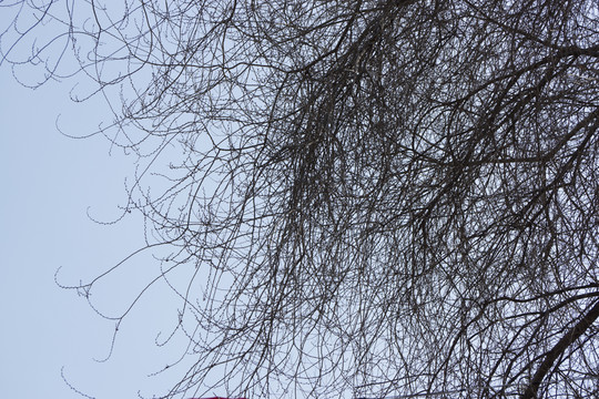 細(xì)樹枝