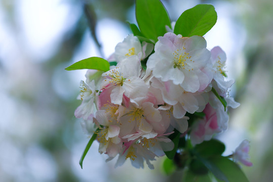 杏花花團