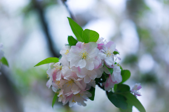 杏花花團(tuán)