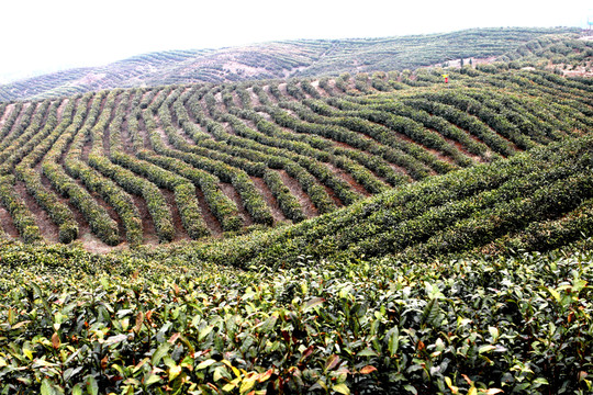 茶山