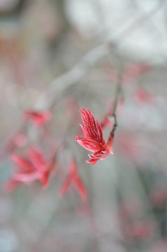 樹芽