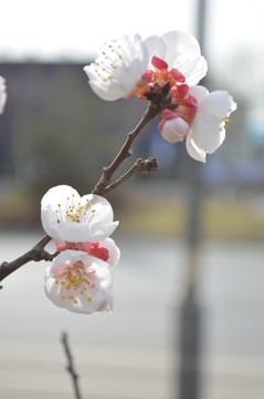 杏花