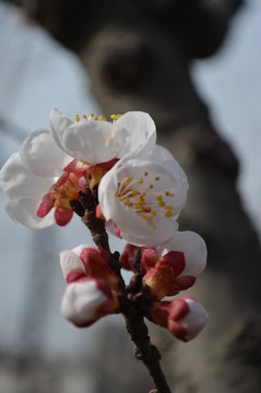 杏花