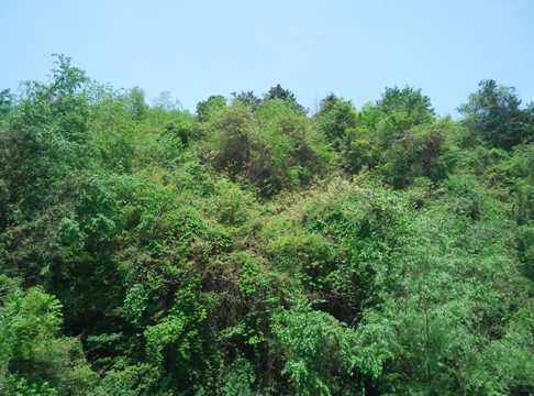 風(fēng)景