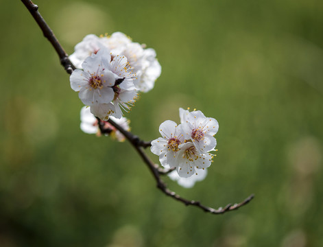 杏花