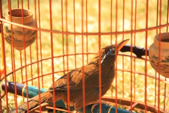 籠中鳥