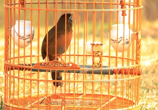 籠中鳥(niǎo)