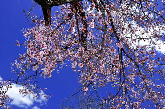 櫻花花枝