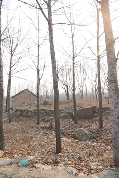 樹木 樹林