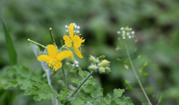 小黃花