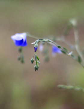 藍(lán)色小花