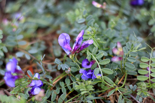 小蘭花