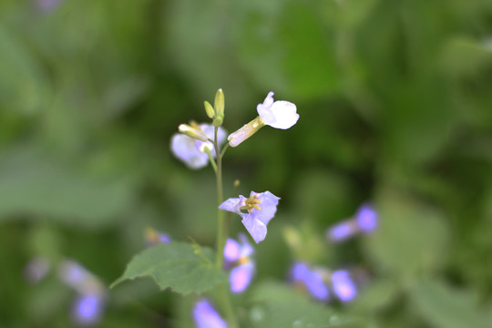 小花