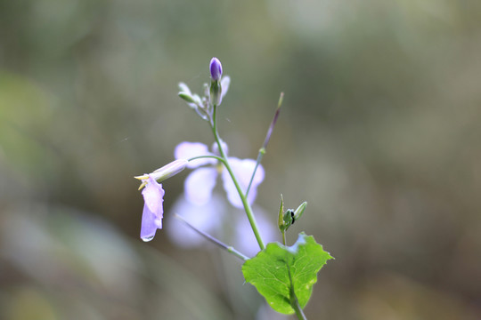 小蘭花
