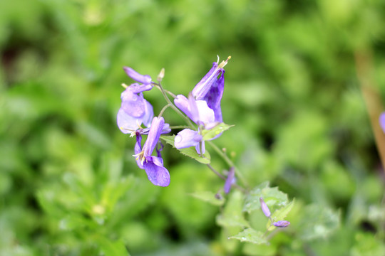 小蘭花