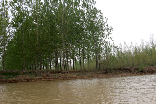 運河岸邊樹林