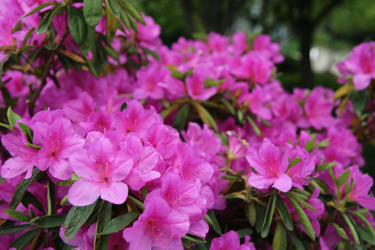 杜鵑花