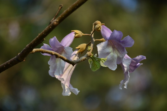 梧桐花