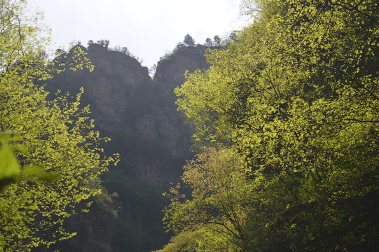 樹木綠葉 山