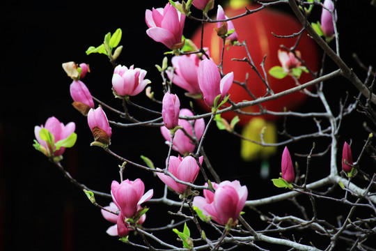玉蘭 玉樹 春花 玉蘭花 玉