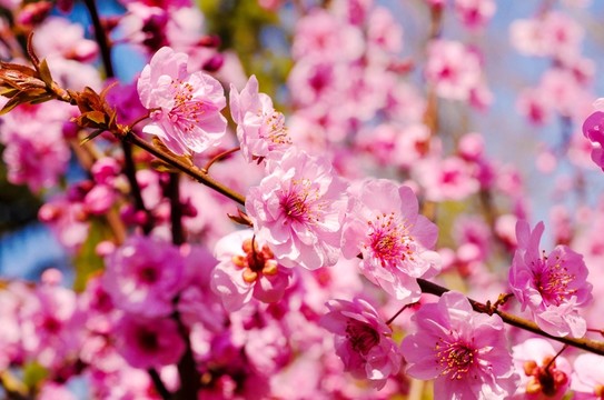 櫻花