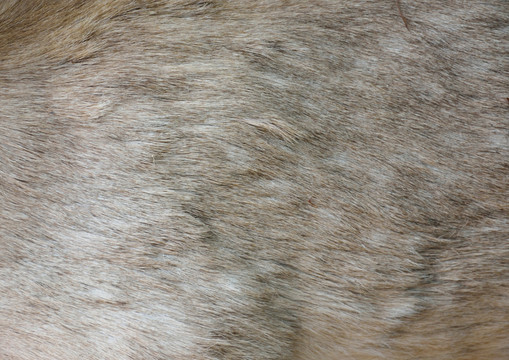 皮毛貼圖