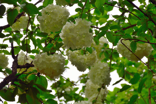 繡球花