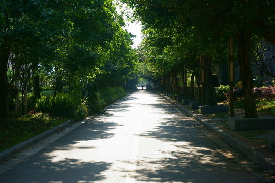 林蔭道