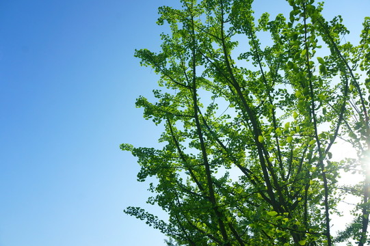 樹枝