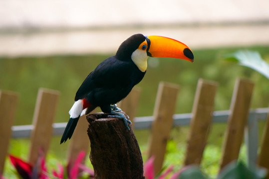 犀鳥
