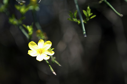 黃荊花