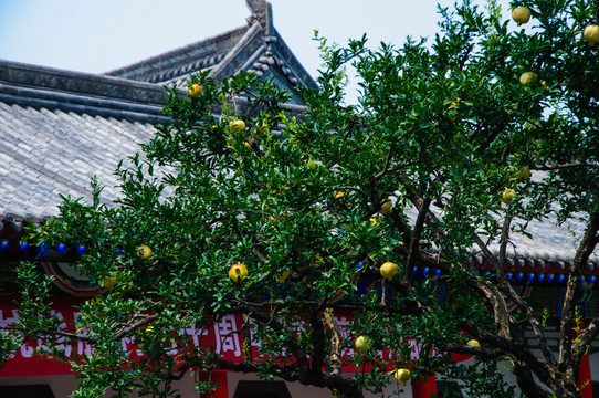 西安華清池