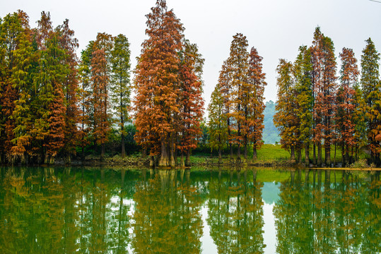 河岸水杉
