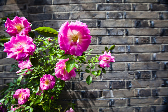 薔薇花