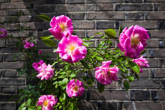 薔薇
