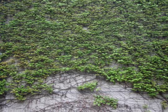 爬山虎