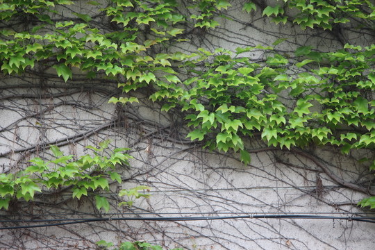 爬墻虎